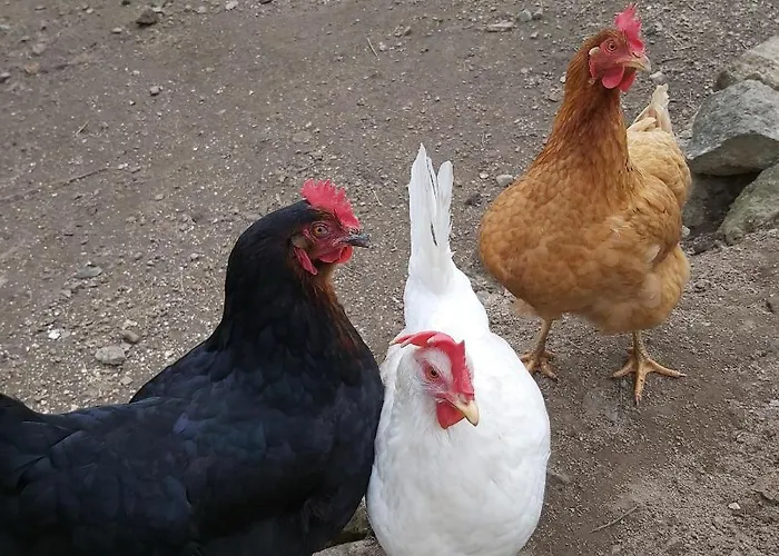 Vendégház Au Pays D'angeline La Pacaudière